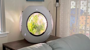 Plantaform Rejuvenate